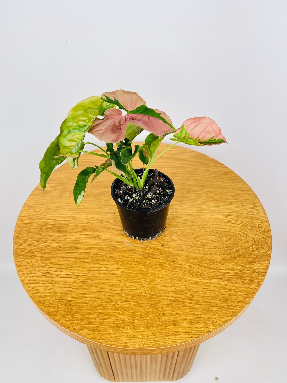 Syngonium Pink Bits | Uprooted
