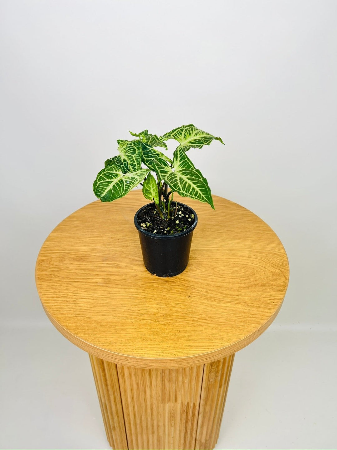 philodendron batik Syngonium Podophyllum - Batik | Uprooted