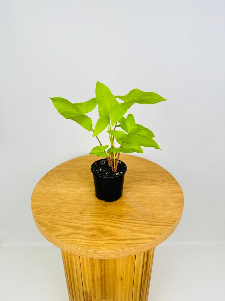 Syngonium Goldie Uprooted Buy Plants Online Australia syngonium-goldie-uprooted-buy-plants-online-australia