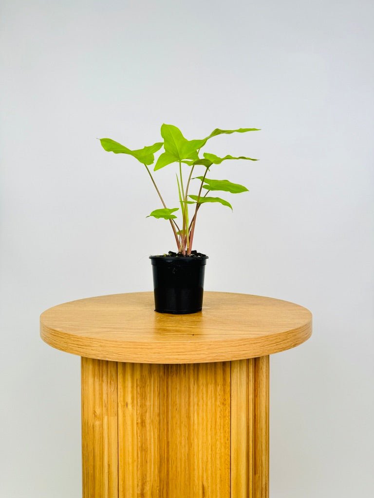 Syngonium Goldie Uprooted Buy Plants Online Australia syngonium-goldie-uprooted-buy-plants-online-australia