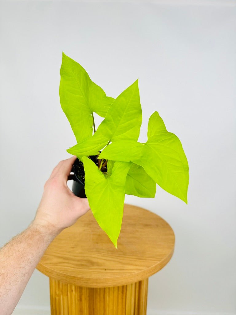 Syngonium Goldie Uprooted Buy Plants Online Australia syngonium-goldie-uprooted-buy-plants-online-australia