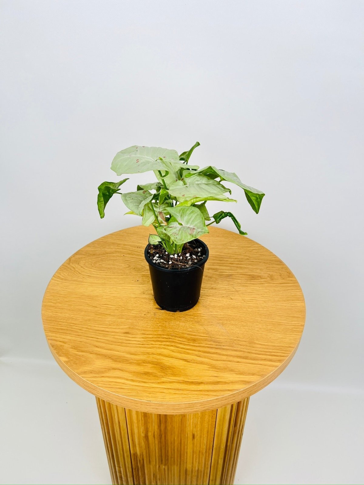 Syngonium Podophyllum - Milk Confetti | Uprooted