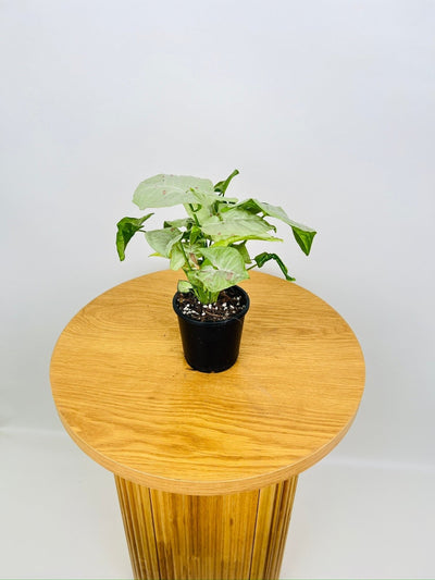 Syngonium Podophyllum - Milk Confetti | Uprooted