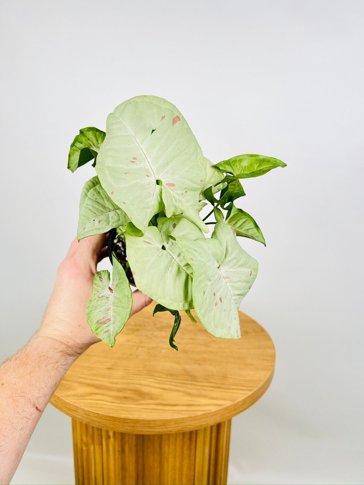 Syngonium Podophyllum - Milk Confetti | Uprooted
