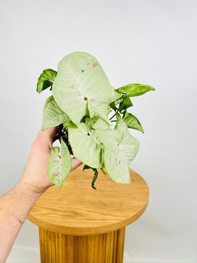 Syngonium Podophyllum - Milk Confetti | Uprooted
