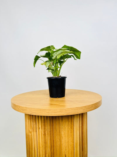 Syngonium Podophyllum - Milk Confetti | Uprooted