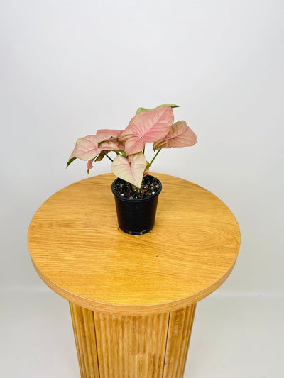 Syngonium Podophyllum - Pink Patchy | Uprooted