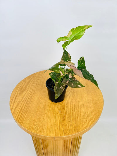 Syngonium Red Spot TC | Uprooted