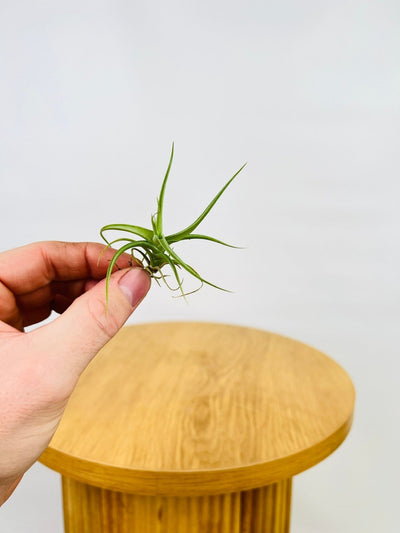 Tillandsia Aeranthos "Miniata" | Uprooted