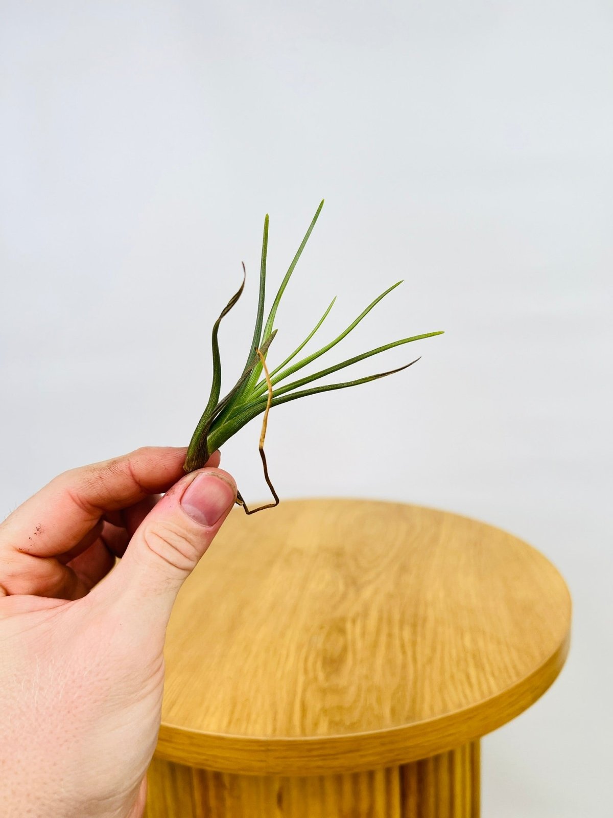 Tillandsia Albertiana | Uprooted