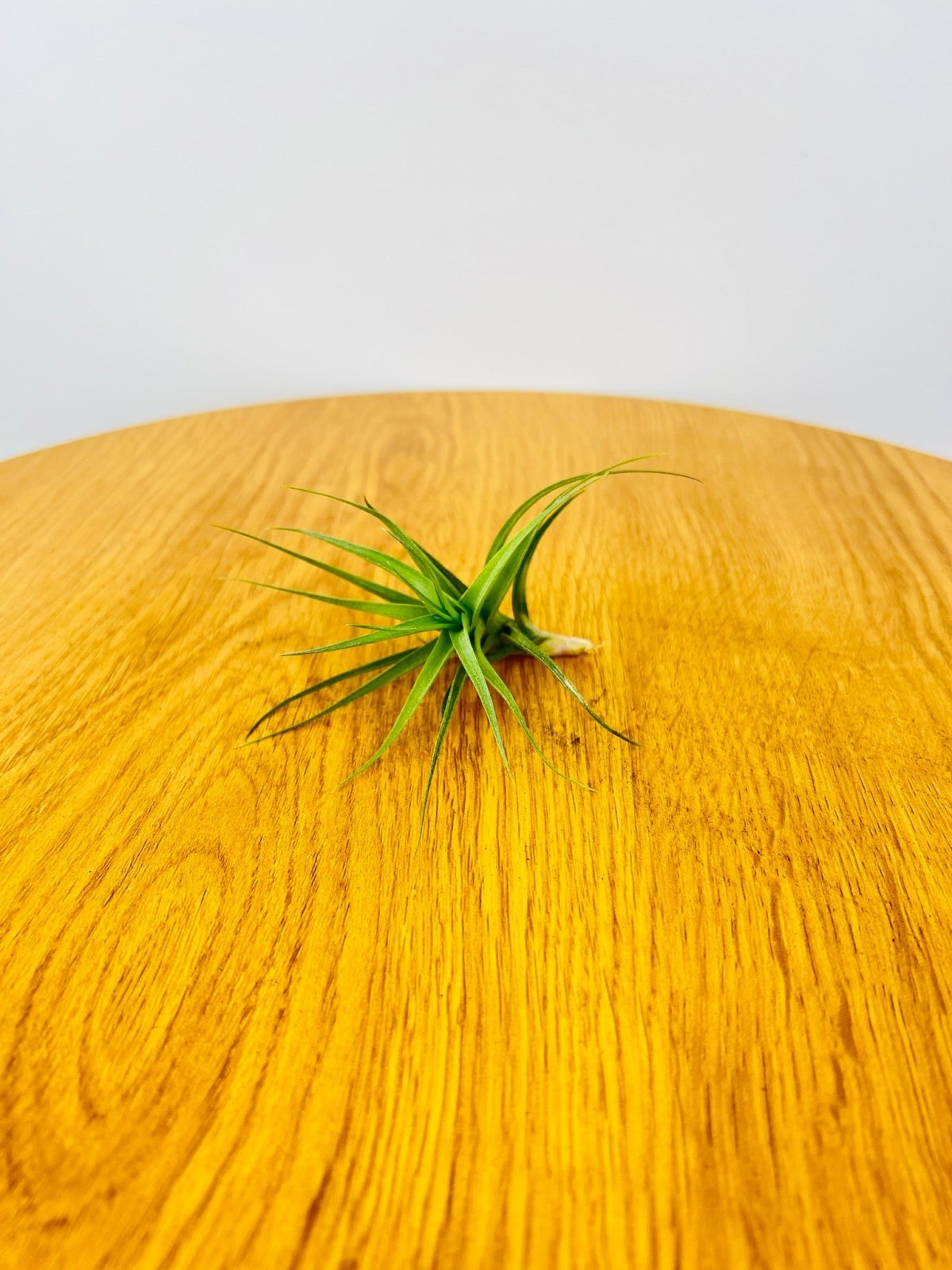 Tillandsia Bergeri | Uprooted