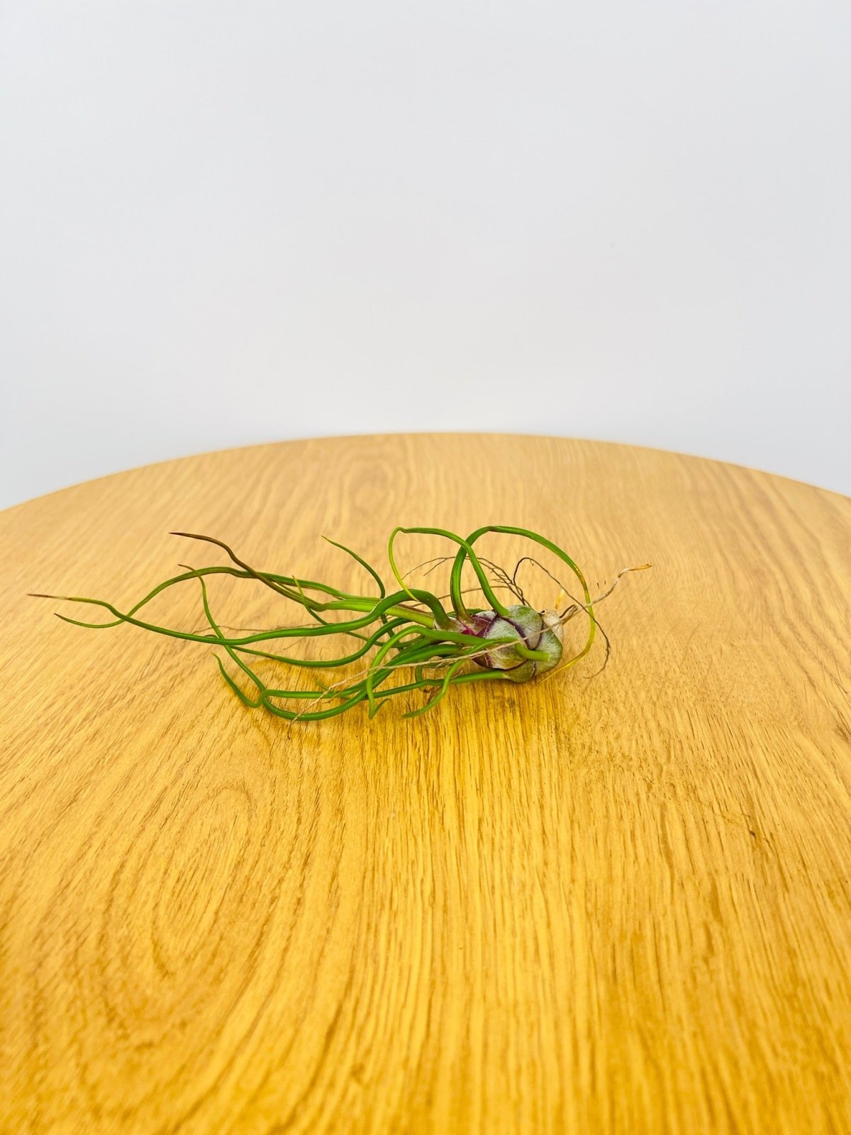 Tillandsia Bulbosa | Uprooted