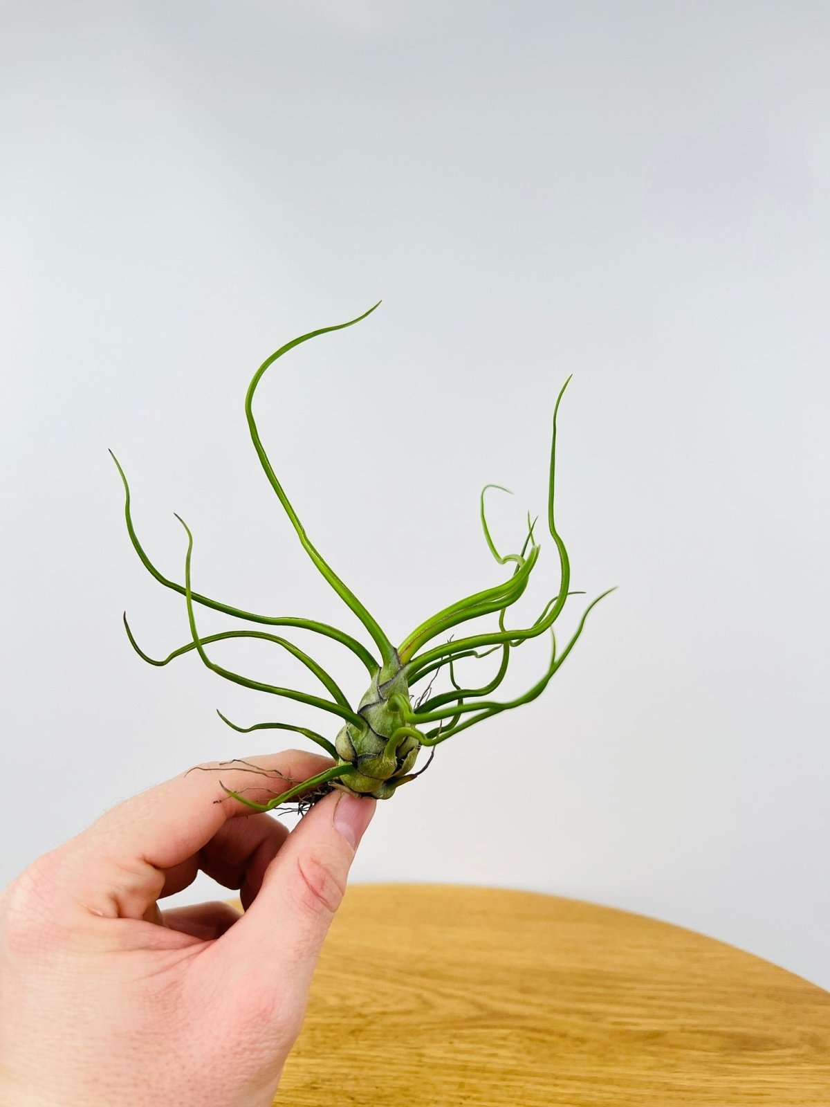 Tillandsia Bulbosa | Uprooted