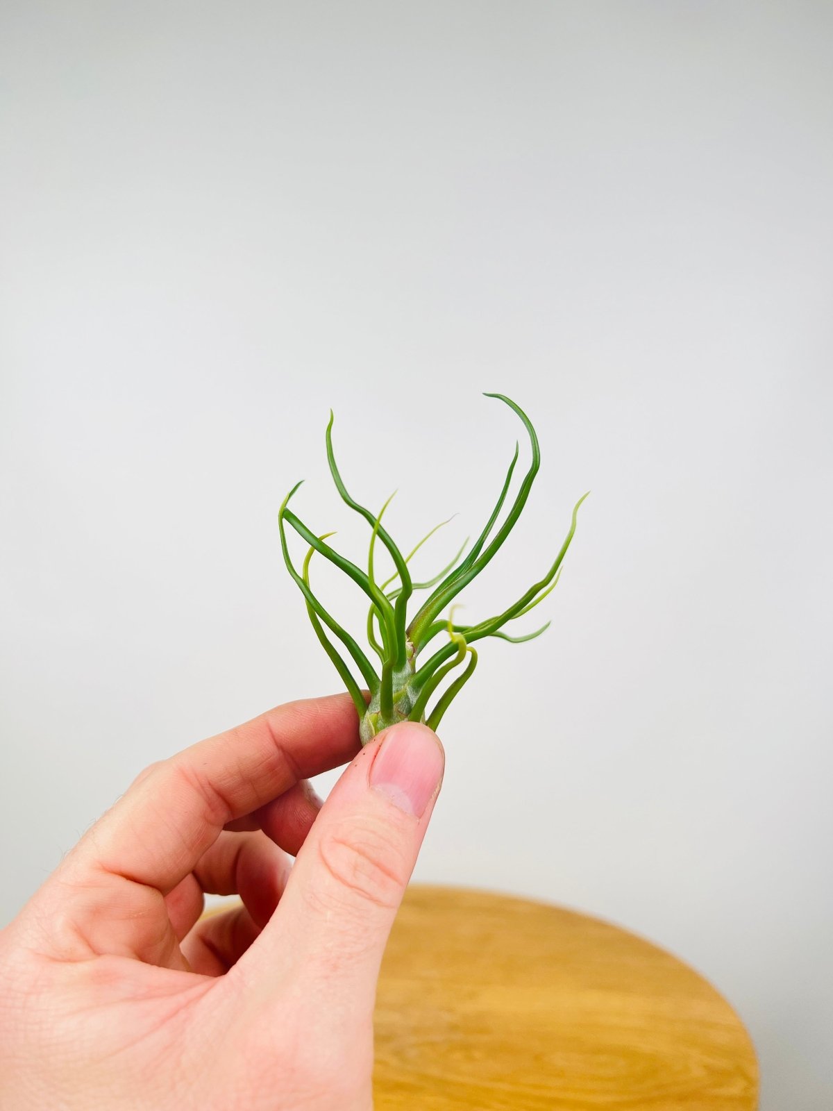 Tillandsia Bulbosa | Uprooted