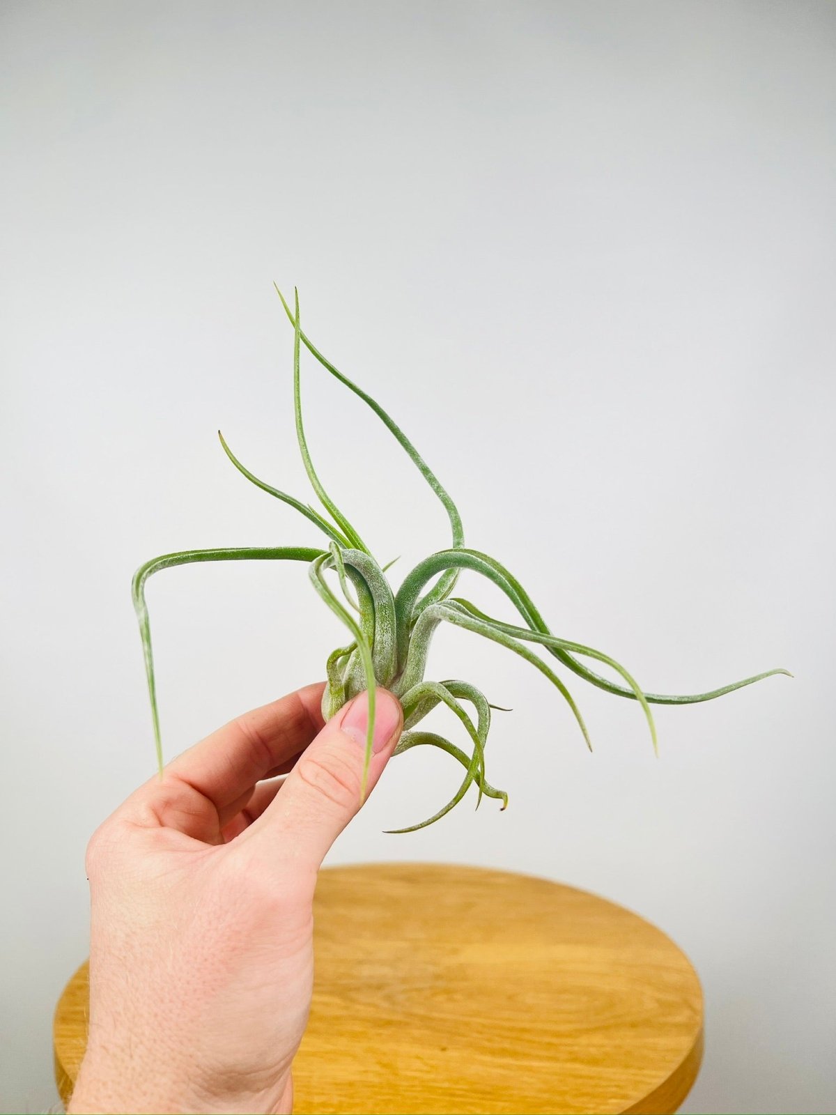 Tillandsia Caput-Medusae | Uprooted