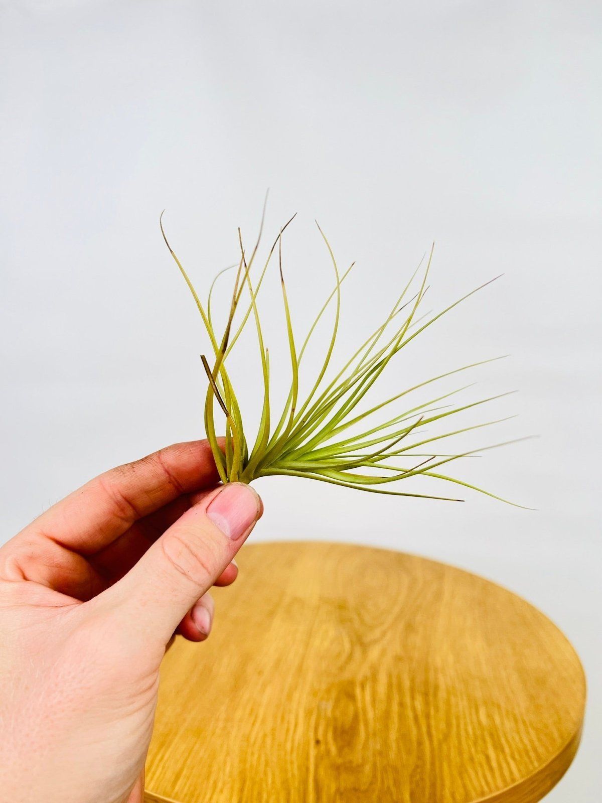 Tillandsia Confusion | Uprooted
