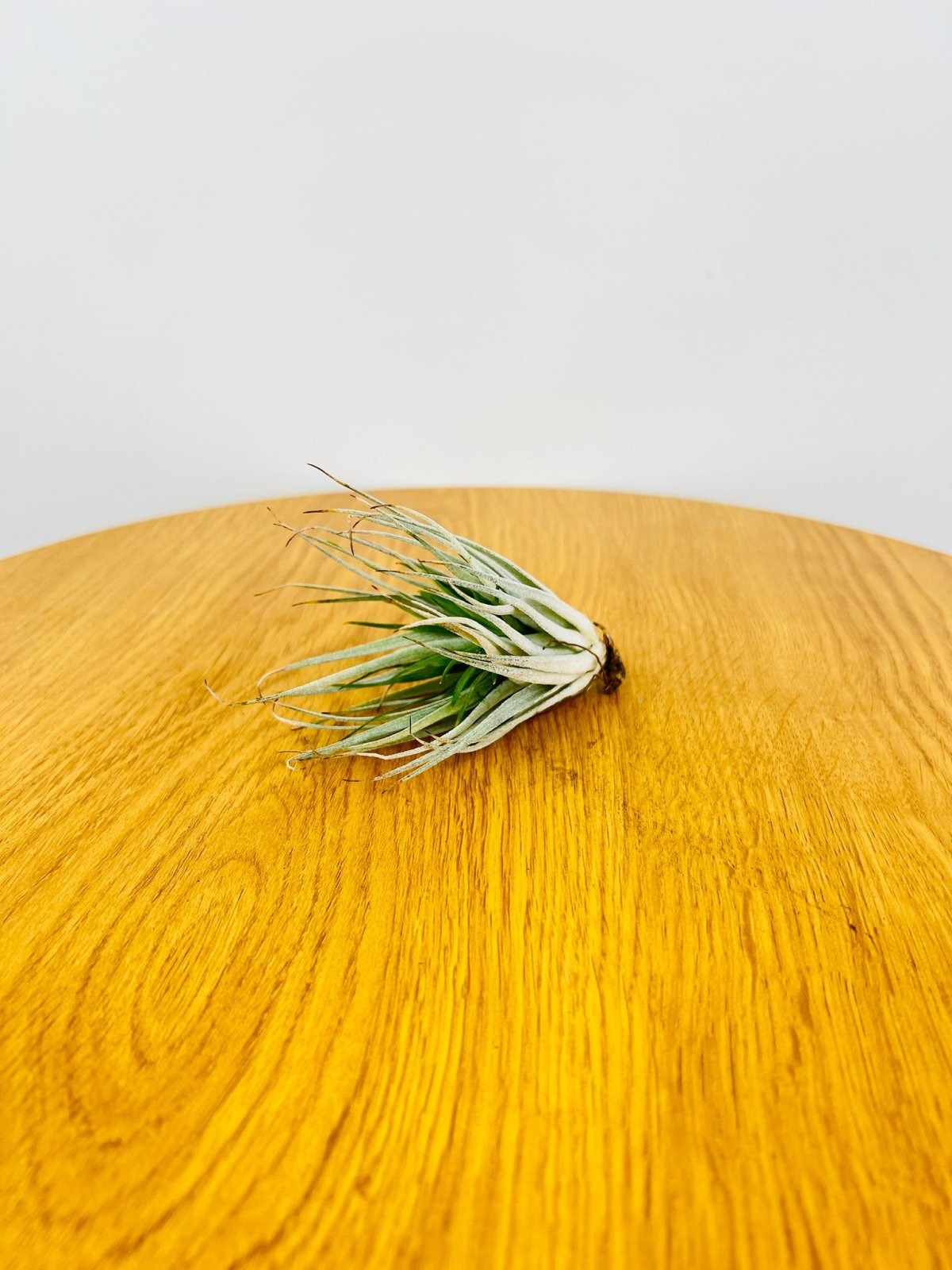 Tillandsia Cotton Candy | Uprooted