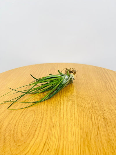 Tillandsia Cotton Candy Green Form | Uprooted