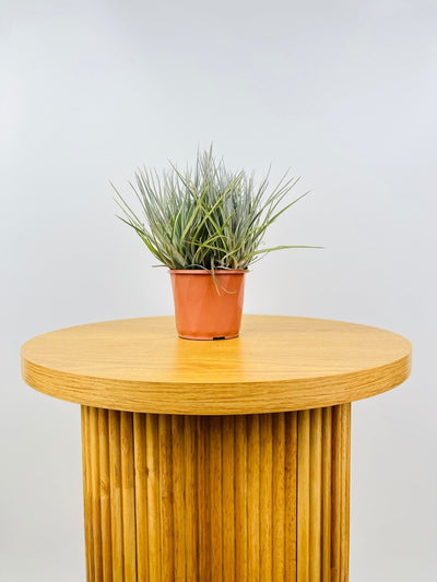 Tillandsia Cotton Candy - Potted | Uprooted