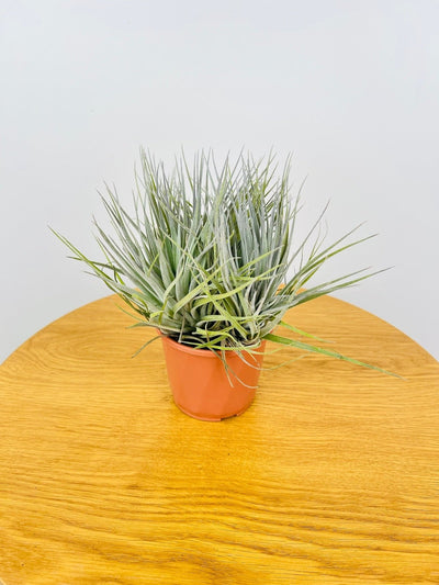 Tillandsia Cotton Candy - Potted | Uprooted