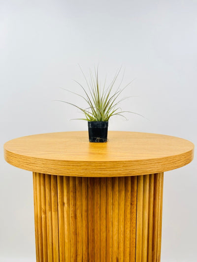 Tillandsia Gardneri | Uprooted