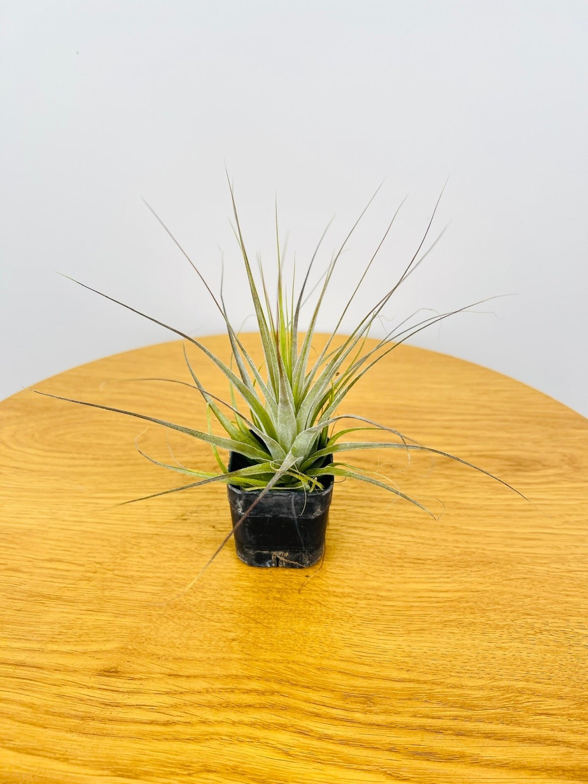 Tillandsia Gardneri | Uprooted