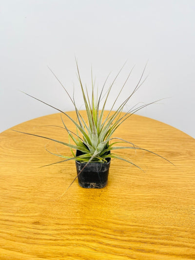 Tillandsia Gardneri | Uprooted