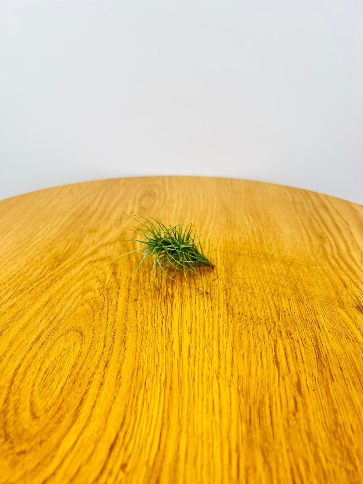 Tillandsia Heteromorpha Uprooted Buy Plants Online Australia