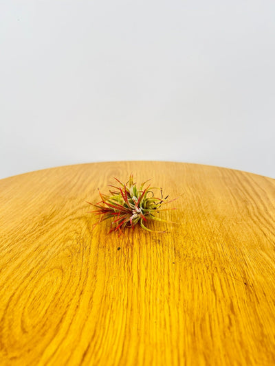 Tillandsia Ionantha - Mexico | Uprooted
