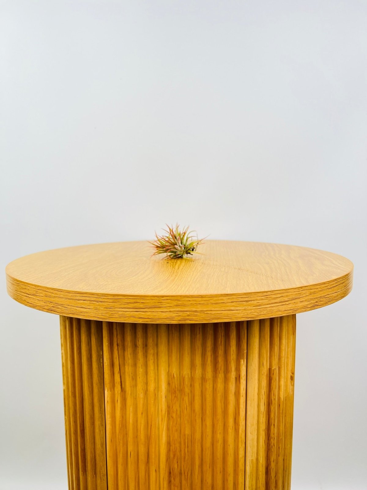 Tillandsia Ionantha - Mexico | Uprooted
