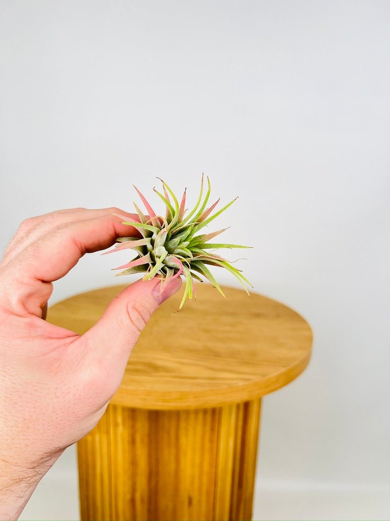 Tillandsia Ionantha “Ron” [Asian Form] | Uprooted