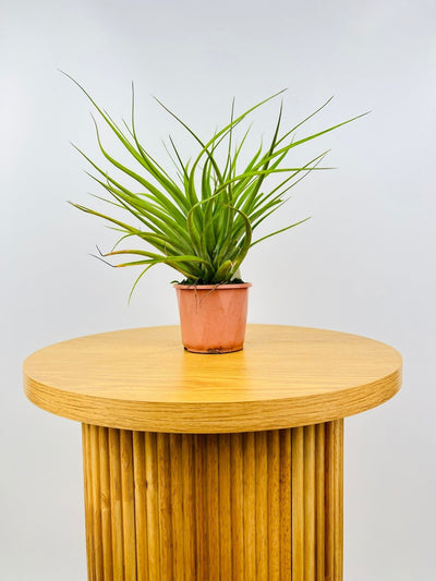 Tillandsia Nashville - Potted | Uprooted