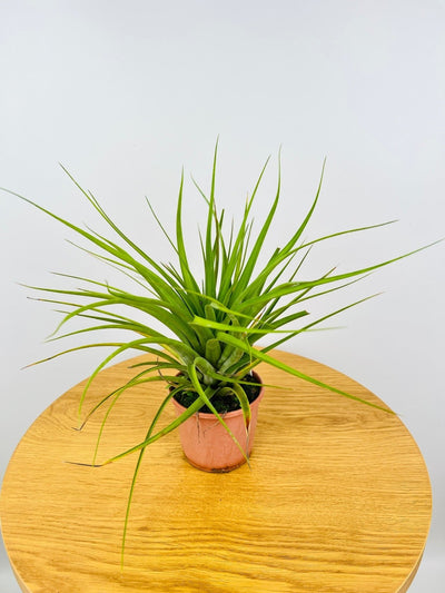 Tillandsia Nashville - Potted | Uprooted