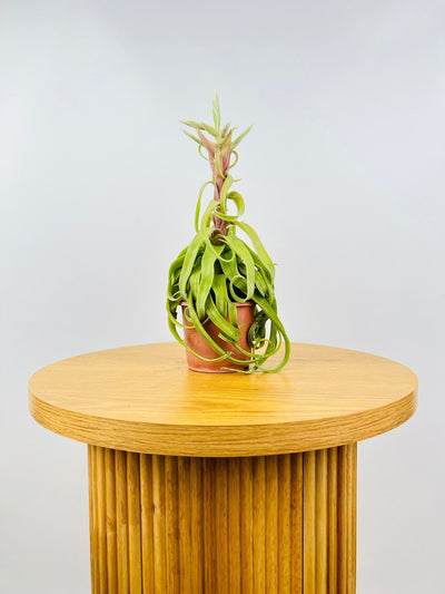 Tillandsia Streptophylla - Potted | Uprooted