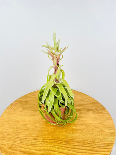 Tillandsia Streptophylla - Potted | Uprooted