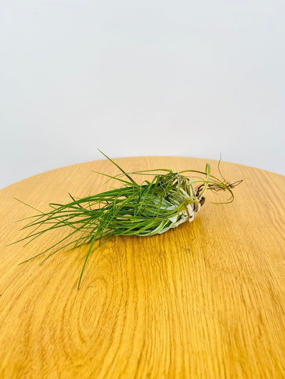 Tillandsia Stricta | Uprooted