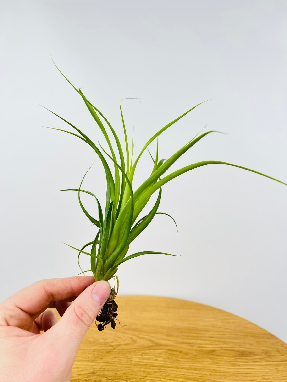 Tillandsia Variabilis | Uprooted