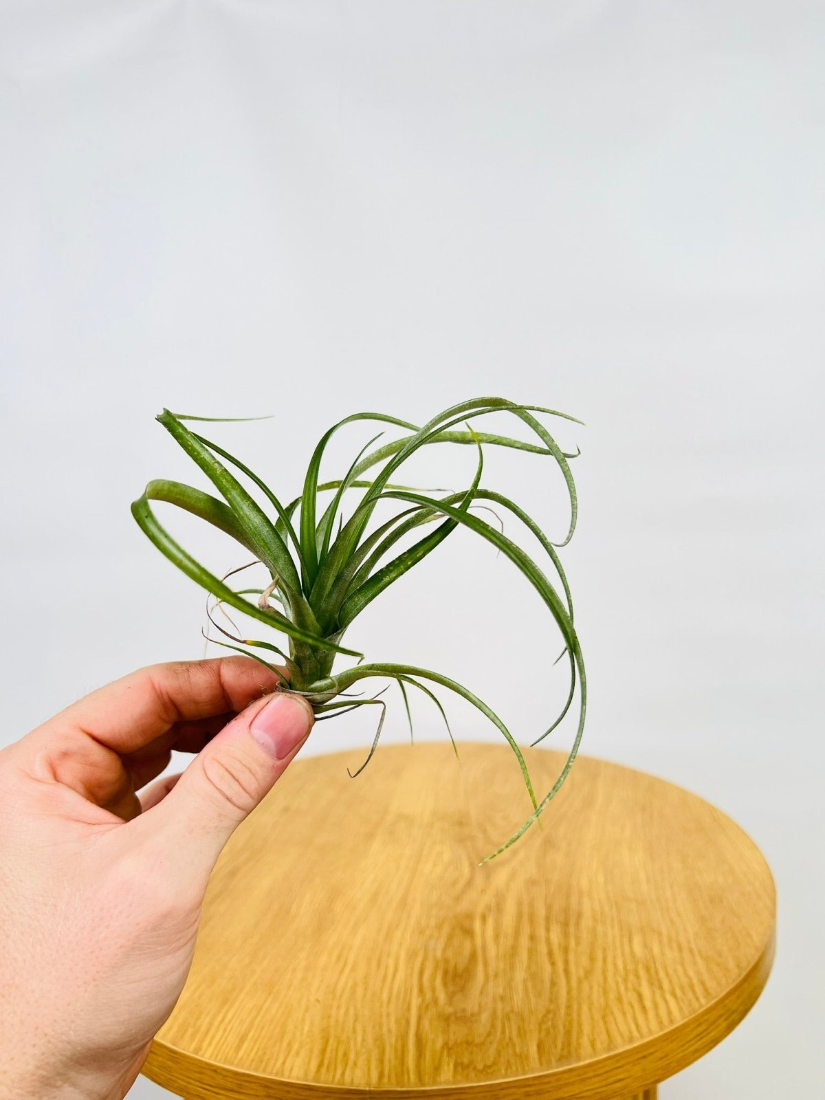 Tillandsia Variabilis "Cartago" | Uprooted