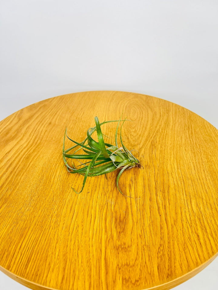 Tillandsia Variabilis "Cartago" | Uprooted