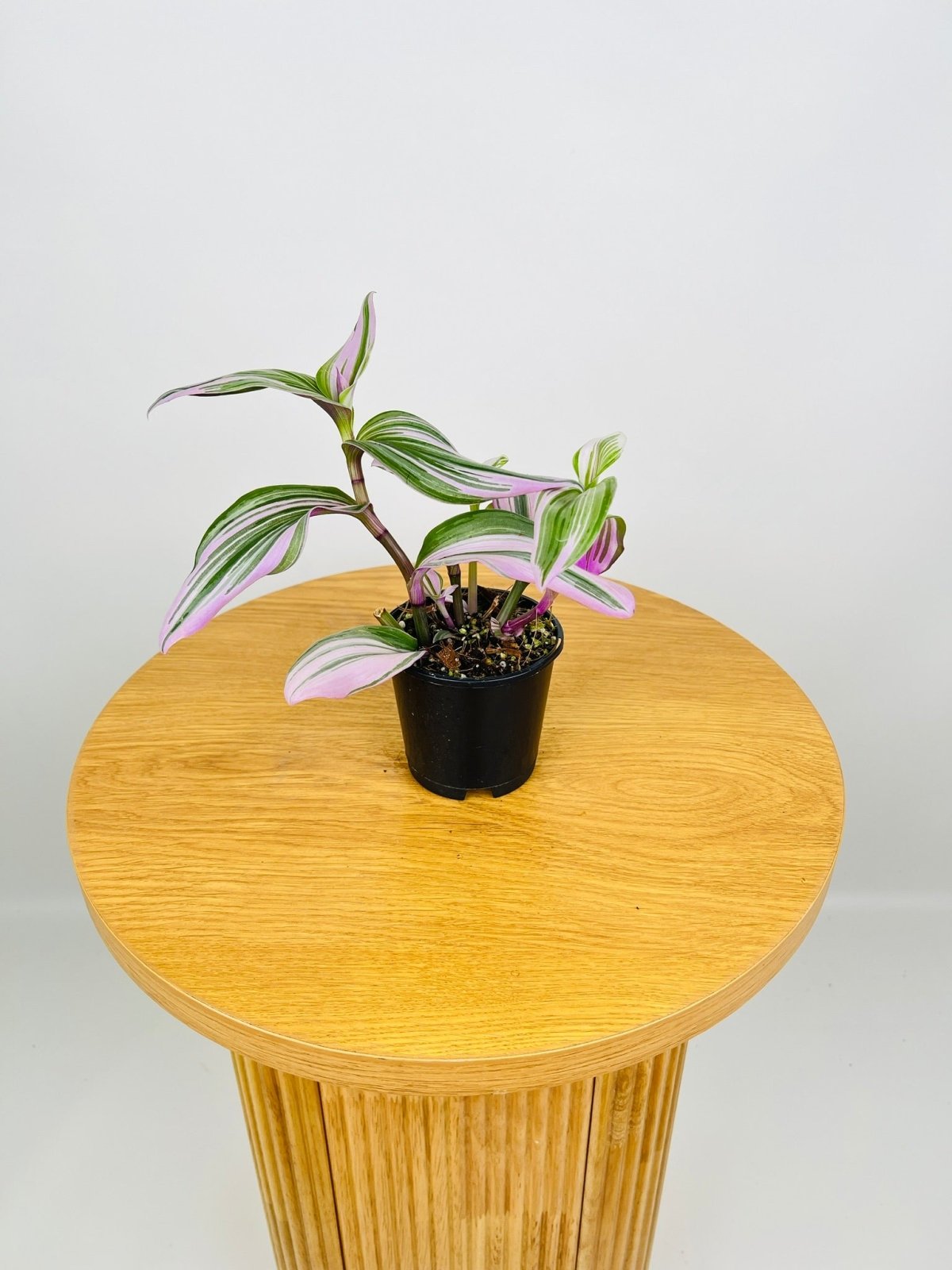 Tradescantia Bubblegum Lilac | Uprooted