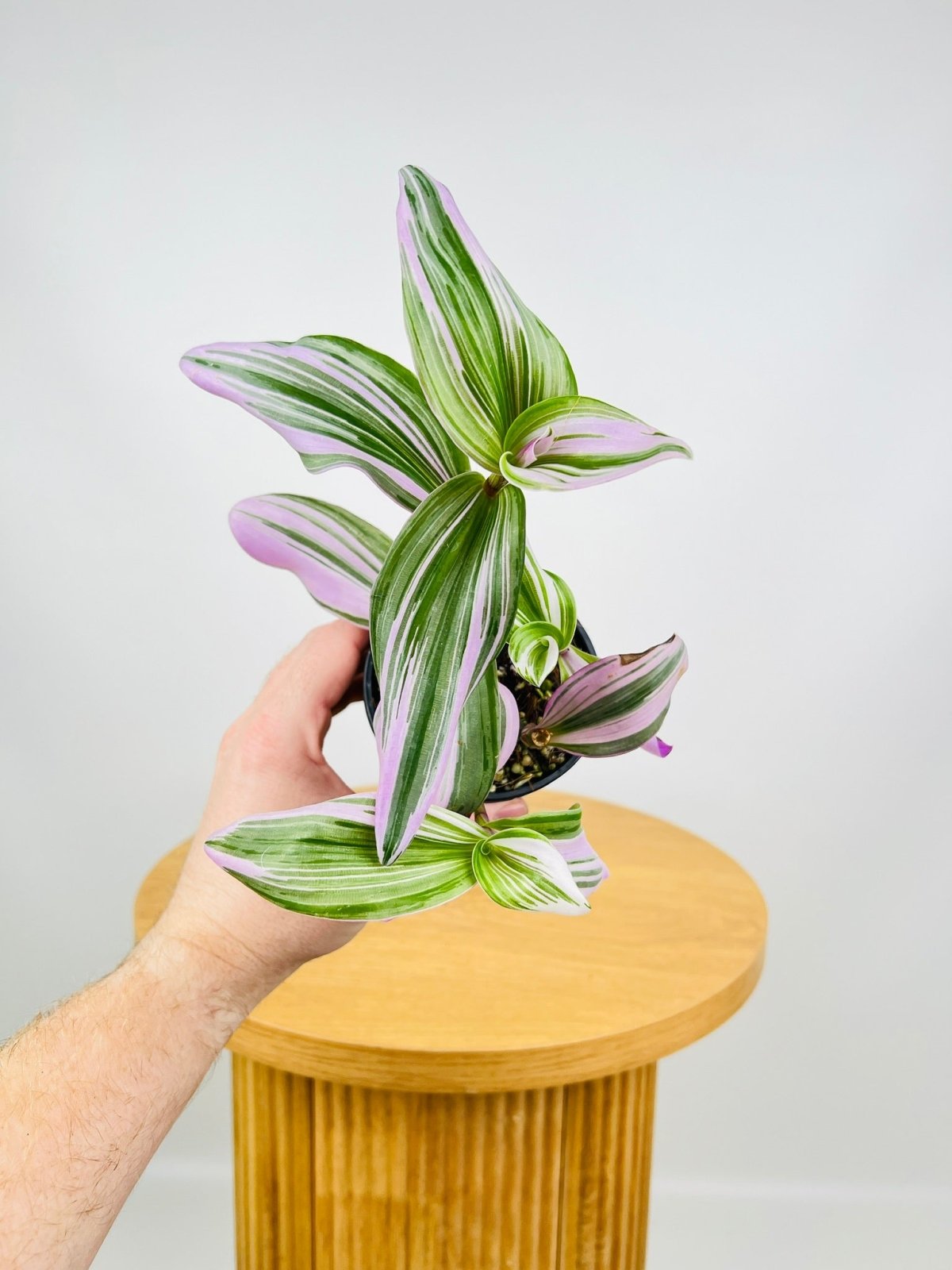 Tradescantia Bubblegum Lilac | Uprooted