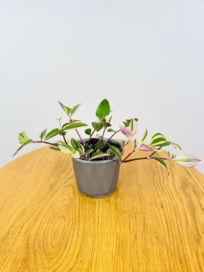 Tradescantia Fluminensis Tricolour | Uprooted