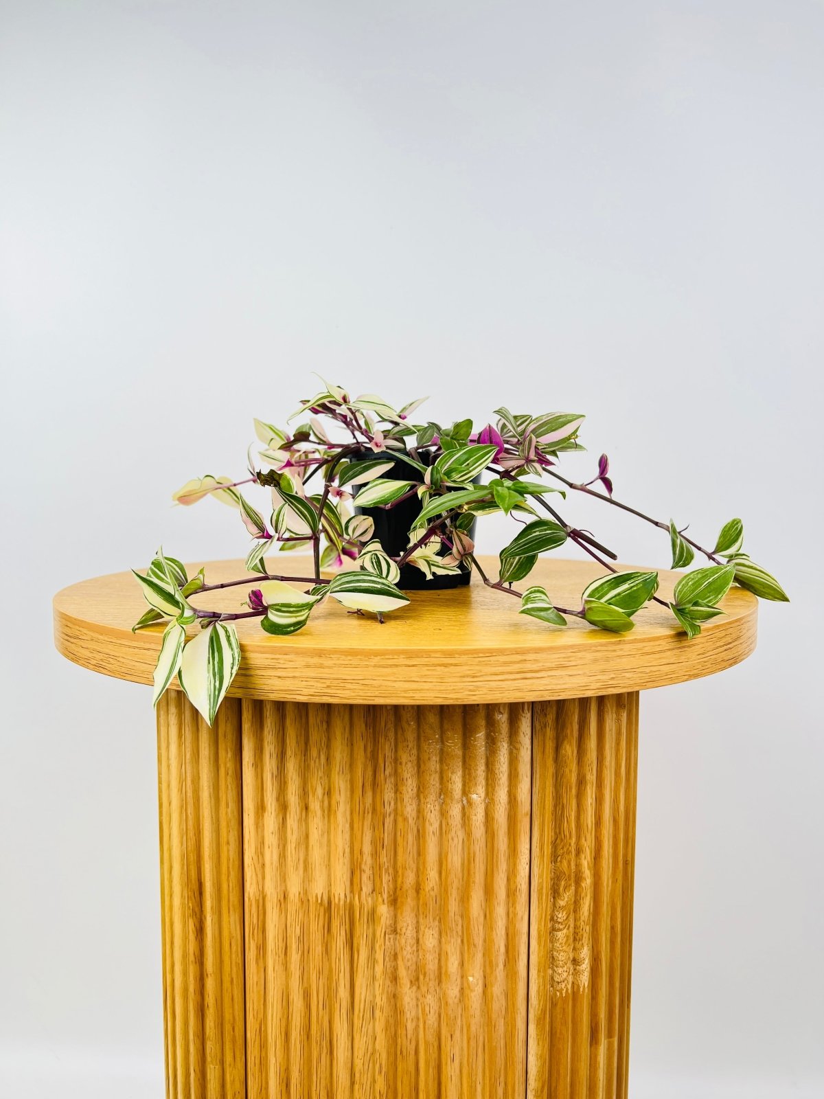 Tradescantia Fluminensis Tricolour | Uprooted