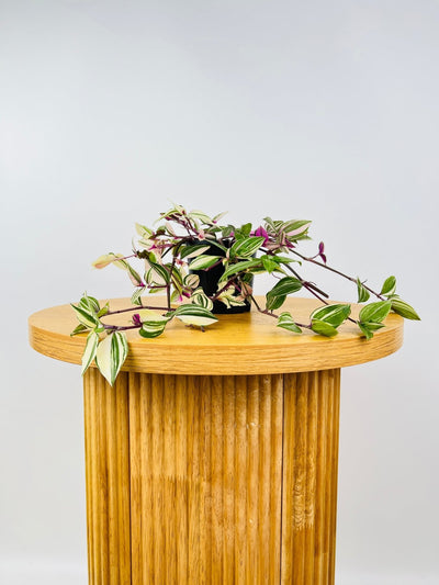 Tradescantia Fluminensis Tricolour | Uprooted