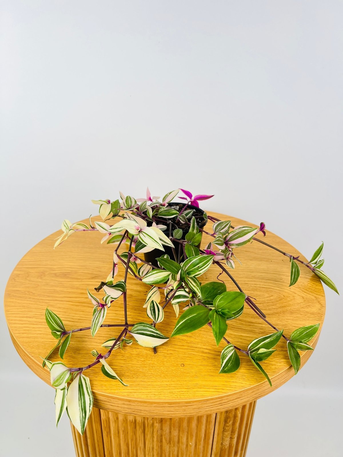 Tradescantia Fluminensis Tricolour | Uprooted