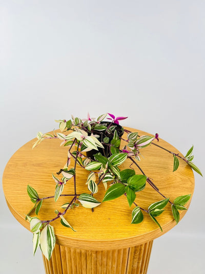 Tradescantia Fluminensis Tricolour | Uprooted