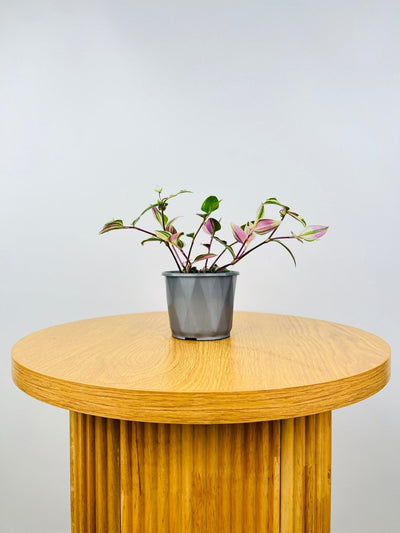 Tradescantia Fluminensis Tricolour | Uprooted