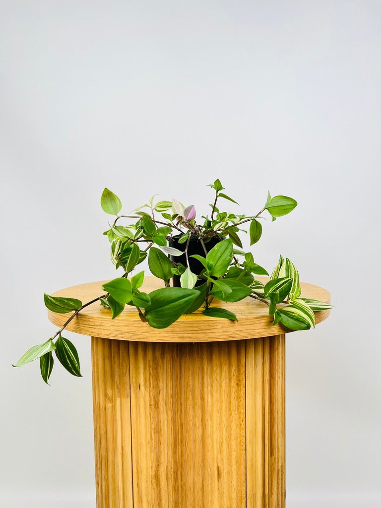 Tradescantia Fluminensis Tricolour | Uprooted