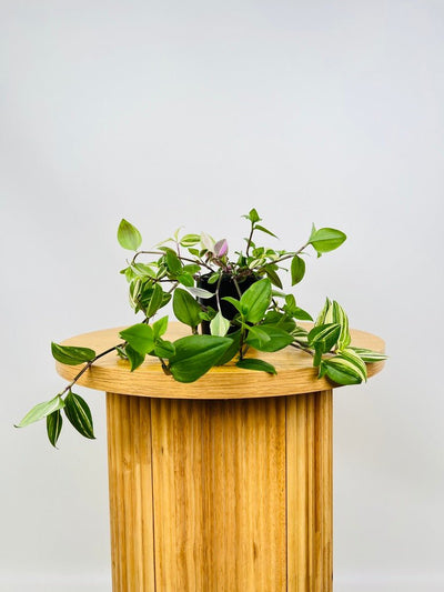 Tradescantia Fluminensis Tricolour | Uprooted