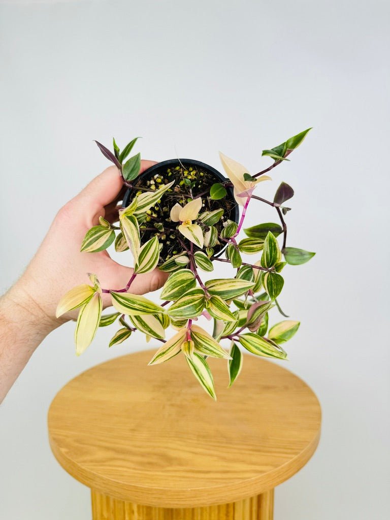 Tradescantia Fluminensis Tricolour | Uprooted